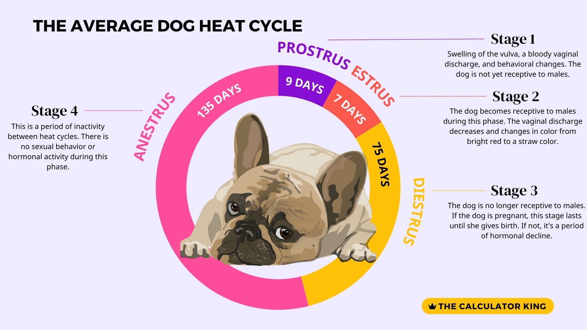 Infographic of the dog heat cycle showing details of each stagein the estrus cycle